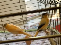 Alman tepeli kanarya