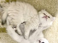 Beyaz Uzun Tüylü Minnak Erkek Kedimiz Mavi Gözlü