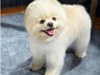 Pomeranian Boo Dişi