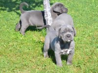 Dev Cane Corso Köpeği Yavruları