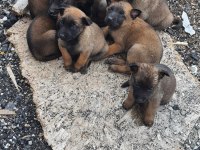 Sağlık ve ırk garantili belçika kurdu (malinois) yavrularımız