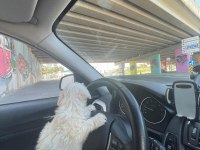 Terrier Maltese Yavrusu Eğlenceli Ve Çok Akıllı