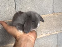 Hollanda Lop Tavşanı Yavruları