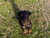 2,5 Aylık Erkek Yavru Doberman