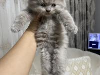 Scottish Fold Güzelliklerime Yuva Arıyorum