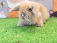 Hollanda Teddy Lop Tavşanlar