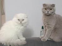 Safkan Scottish Fold