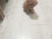 Erkek Poodle 2 Aylık