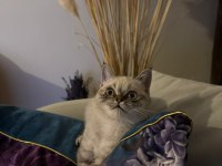 Dişi British Blue Point