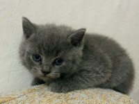 Renk Renk British Shorthair Bebekler