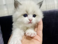 Ragdoll Yavrular