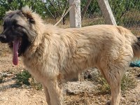 6 Aylık Orjinal Üst Düzey Erkek Yavru Köpeğimiz