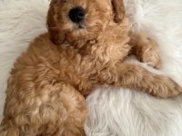 Toy poodle kahverengi erkek