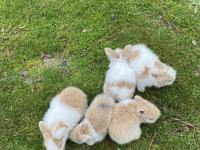 Hollanda Lop Ve Aslanbaş Melezi Tavşanlar