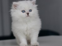 Full Şecereli Babadan Teslime Hazır Erkek British Longhair