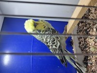 Show Çift Veya Tek Muhabbet Kuşu