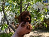 Red Brown Toy Poodle Yavrularımız