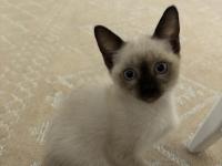 Gözbebeğimiz Siyam Kedisi Yavrumuz