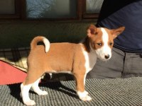 Irk Garantili Basenji Yavruları