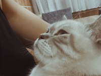 Eşyalarıyla Birlikte Ücretsiz Kedimiz Herşeyi Tamdır