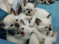 Safkan siyam kedisi yavrular yeni yuvalarını arıyor