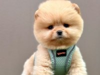 Safkan Pomeranian Boo Cinsi Yavrular