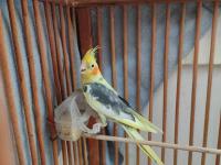 Kafesiyle beraber sultan papağanı