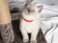 British shorthair sevimli yavrular