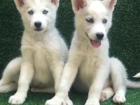 Husky sibirya yavruları