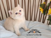Altın parlaklığında golden british shorthair
