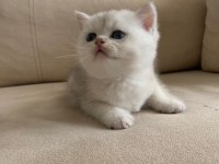 Ns 11 Ve Silver Tabby British Shorthair Yavrular