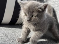 British Shorthair Bebek Kedimiz