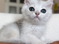 Mükemmel Kalite Silver Kedimiz