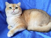 British Shorthair Erkek Ny12 Kısır Değil