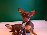 Sıfır Numara Pinscher Yavrularım Kız