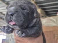 Orjinal Cane Corso Yavrular
