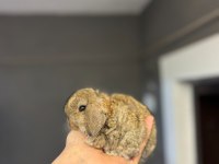 Safkan evcil hollanda mini ve cüce tavşanlar