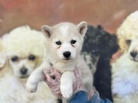 Türünün Güzeli Erkek Husky Yavrusu Köpekler