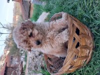 Maltipoo Irk Ve Sağlık Garanti Yavrularımız