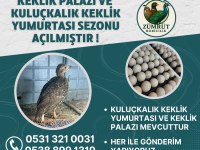 Kekliğe dair herşey