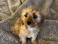 Cavapoo dişi yavru