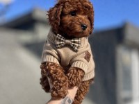 Red Brown Toy Poodle