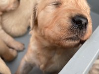 Golden Retriever Sevgi Dolu Sadık Dostunuz