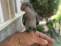 Yeme Düşmüş Mavi Mutasyon Full Evcil Monk Papağanımız