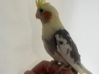 Yavru mutasyon 45 günlük el besleme sultan papağanı