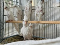 Albino sultan papağanları