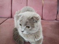 Scottish fold kedimize yuva aranıyor
