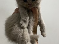 Scottish Fold Bebekler