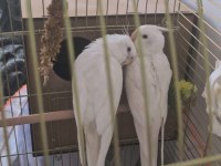 Evcil sultan papağanı çift halinde hazır