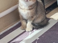 Scottish fold kedimiz